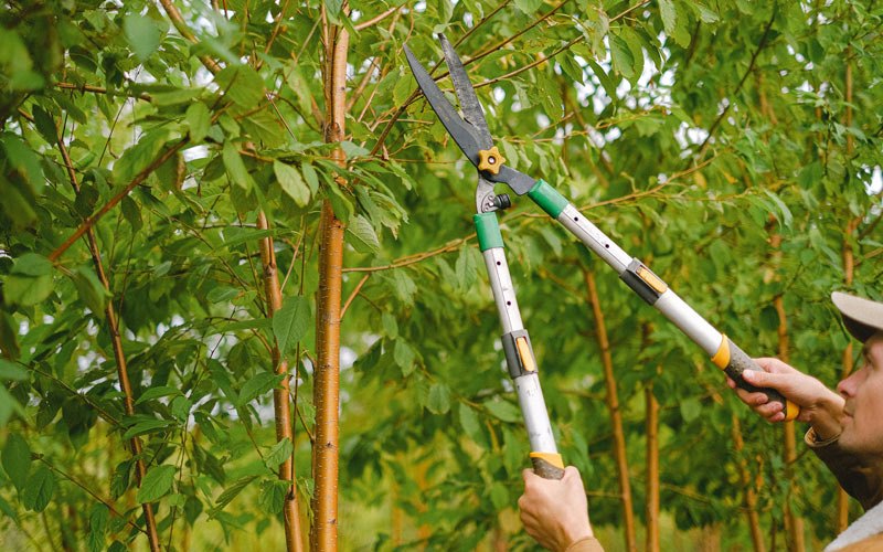 Tree trimming in Windsor Heights, WV